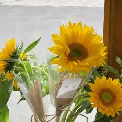 澳门2023全年免费资料大全手机app下载